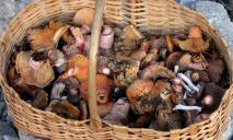 На Дніпропетровщині 2-річний малюк отруївся грибами
