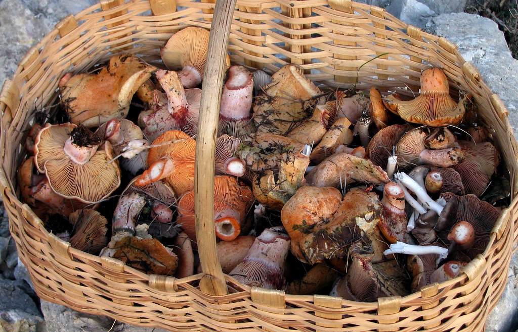 Новости Днепра про В Днепропетровской области 2-летний малыш отравился грибами