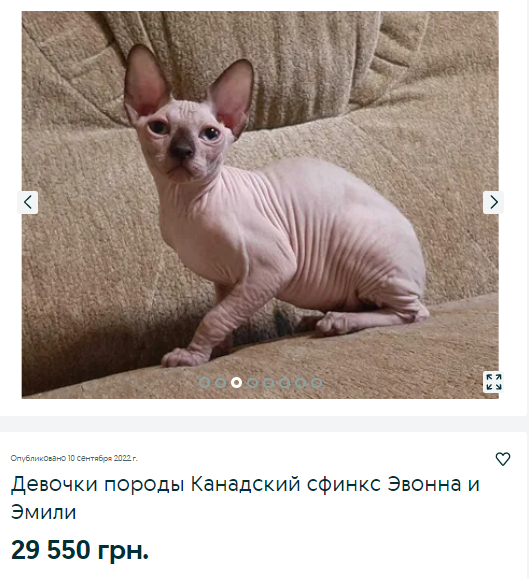 Новости Днепра про По цене старой иномарки из ЕС: как выглядит котенок за 56 тыс грн на продажу в Днепре (ФОТО)