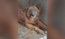 У Дніпрі рятують пса, який пережив ракетний удар: подробиці
