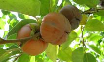 Первые плоды: сезон хурмы начался в Днепропетровской области
