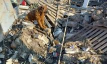 Сидів на руїнах будинку: у Дніпрі під час ракетного удару постраждав песик Крим