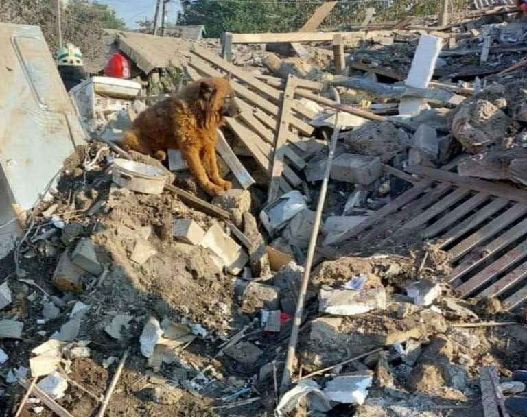 Новости Днепра про Сидела на руинах дома: в Днепре во время ракетного удара пострадала собачка Крым