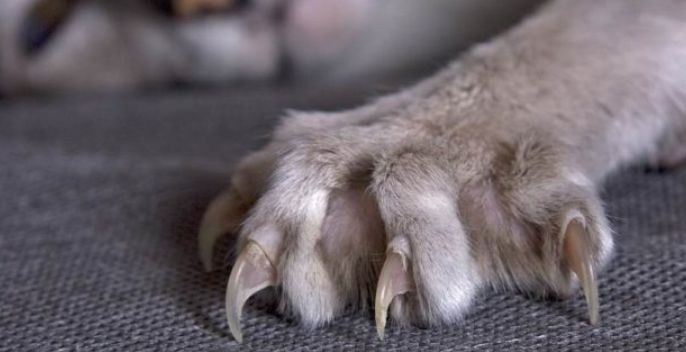 Новости Днепра про Замість мордочки - кривава пляма: у Дніпрі рятують кішку, яку облили кислотою