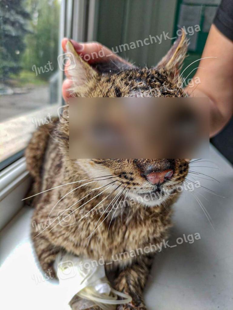 Новости Днепра про Очі заливає гній: у Дніпрі рятують пораненого котика, який два тижні жив у підвалі