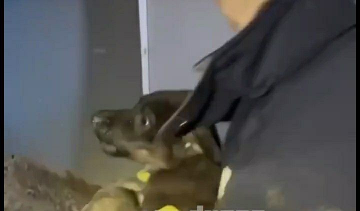 Новости Днепра про В Днепре посреди ночи спасали щенка, застрявшего в щели между гаражами (ВИДЕО)