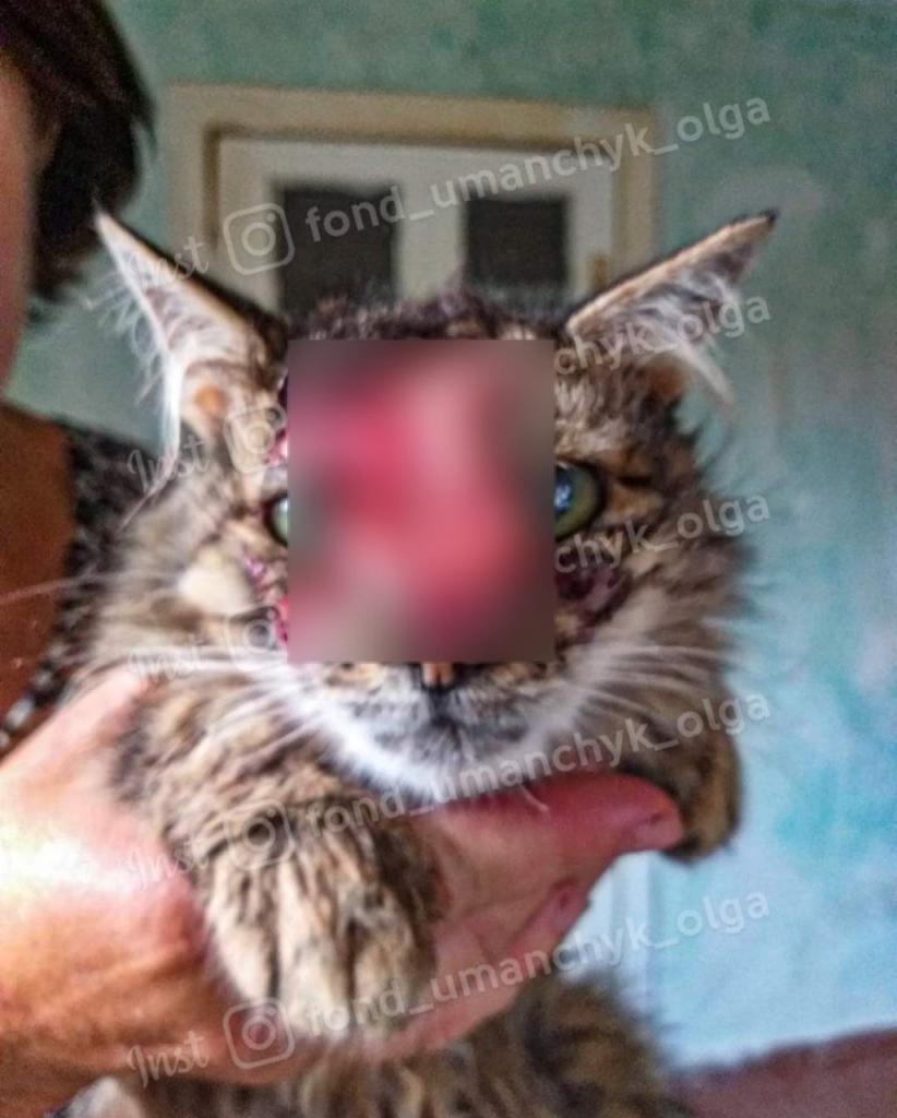 Новости Днепра про Замість мордочки - кривава пляма: у Дніпрі рятують кішку, яку облили кислотою