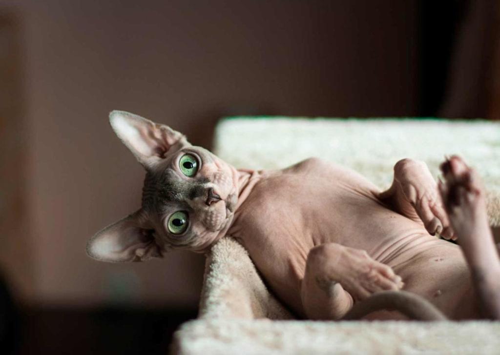 Новости Днепра про По цене старой иномарки из ЕС: как выглядит котенок за 56 тыс грн на продажу в Днепре (ФОТО)