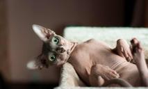 За ціною старої іномарки з ЄС: як виглядає кошеня за 56 тис грн на продаж у Дніпрі (ФОТО)