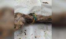 Узнала жена: рука с сине-желтым браслетом из могилы в Изюме принадлежит Герою из Никополя