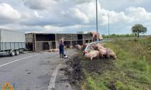На Дніпропетровщині перевернулась фура зі свинями: коментар рятувальників