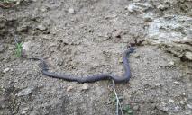 Дивіться під ноги: на Дніпропетровщині помітили рідкісну змію