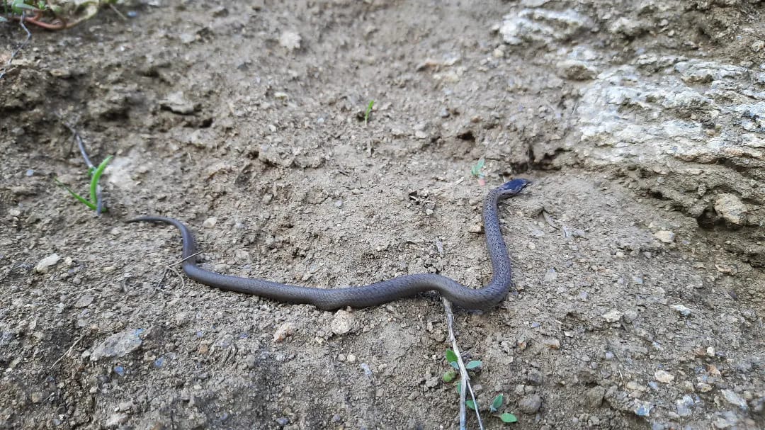 Новости Днепра про Дивіться під ноги: на Дніпропетровщині помітили рідкісну змію