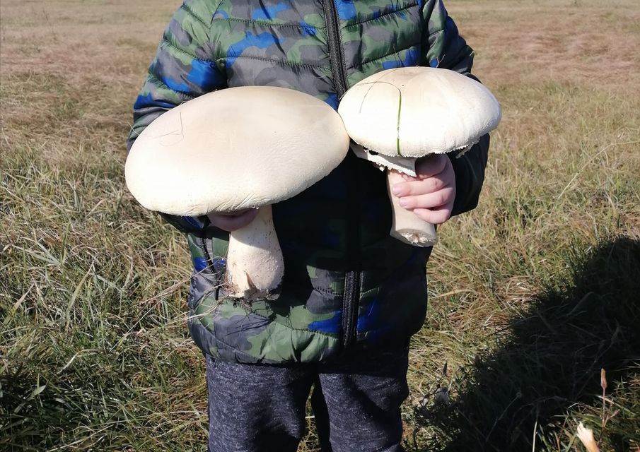 Новости Днепра про 21 баночка закруток из одного гриба: на Днепропетровщине растут гигантские шампиньоны (ФОТО)