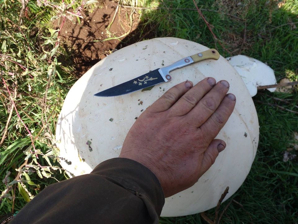 Новости Днепра про 21 баночка закруток з одного гриба: на Дніпропетровщині ростуть гігантські печериці (ФОТО)