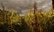 Бросили умирать в кукурузном поле: в Днепропетровской области мужчину избили мужчину