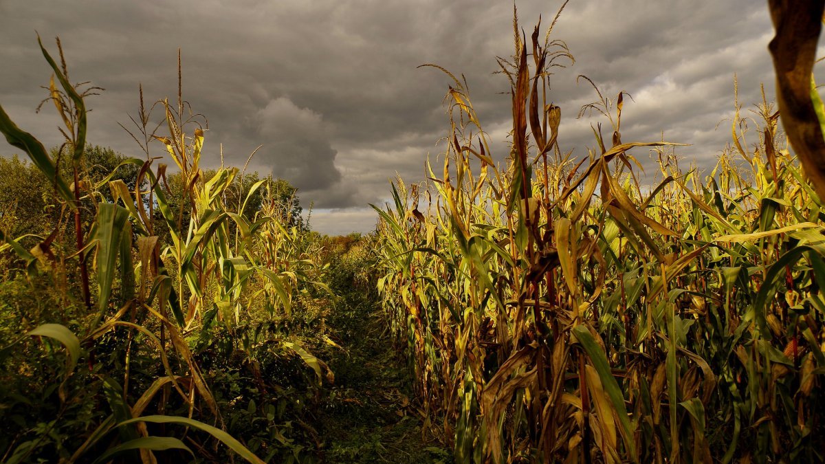 Новости Днепра про Кинули помирати у кукурудзяному полі: у Дніпропетровській області побили чоловіка