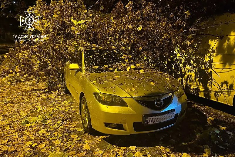 Новости Днепра про В Днепре дерево упало на легковые автомобили