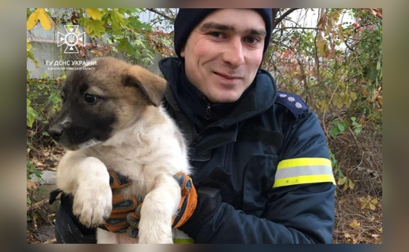 Новости Днепра про Упал в 1,5-метровую яму: щенка спасли в Днепре