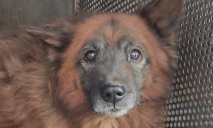 Мер Дніпра розповів, у якому зараз стані пес Крим, чиї господарі загинули під час ракетної атаки