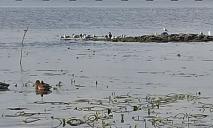 Рідкісні кадри: у центрі Дніпра з води з’явився острів Ад (ФОТО)