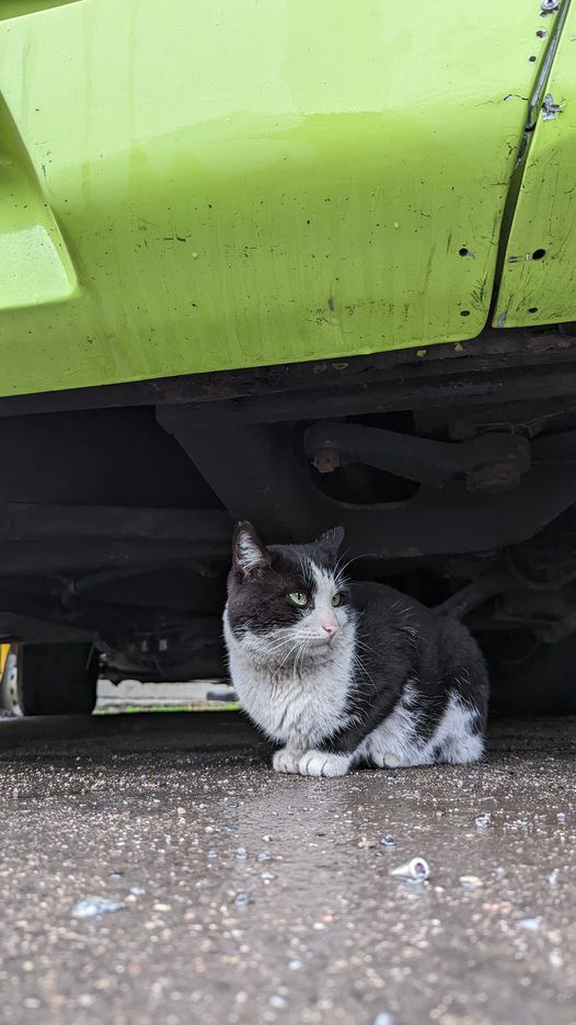 Новости Днепра про В Днепре из-под завалов на АТП спасли котика