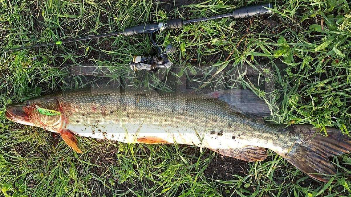 Новости Днепра про Как крокодил: на Днепропетровщине рыбак поймал гигантскую щуку (ФОТО)