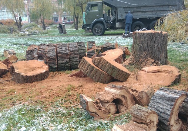 Новости Днепра про У Дніпрі в парку Глоби спилюють зелені дерева: що сталося