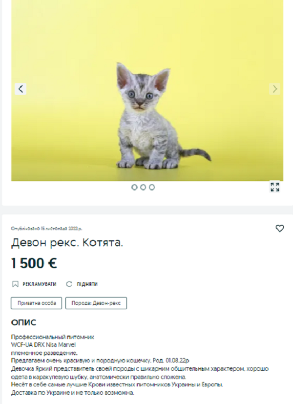 Новости Днепра про За ціною дрона з камерою: як виглядає кошеня за 70 тис грн на продаж у Дніпрі (ФОТО)