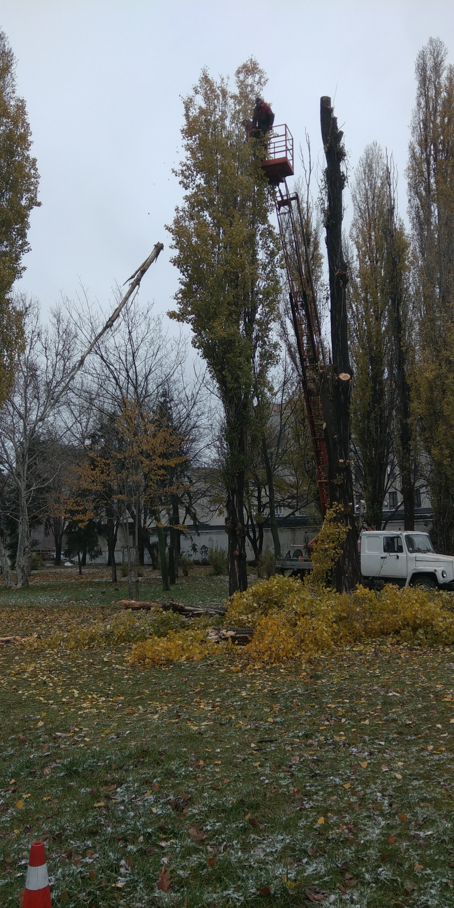 Новости Днепра про У Дніпрі в парку Глоби спилюють зелені дерева: що сталося