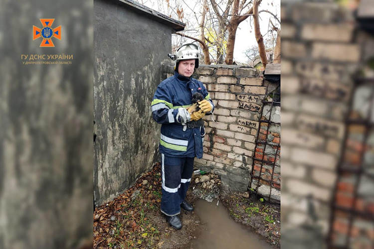 Новости Днепра про На Днепропетровщине спасатели вытащили из-под бетонной плиты маленького щенка