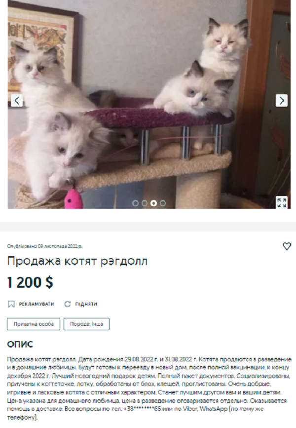 Новости Днепра про По цене дрона с камерой: как выглядит котенок за 70 тыс грн на продажу в Днепре