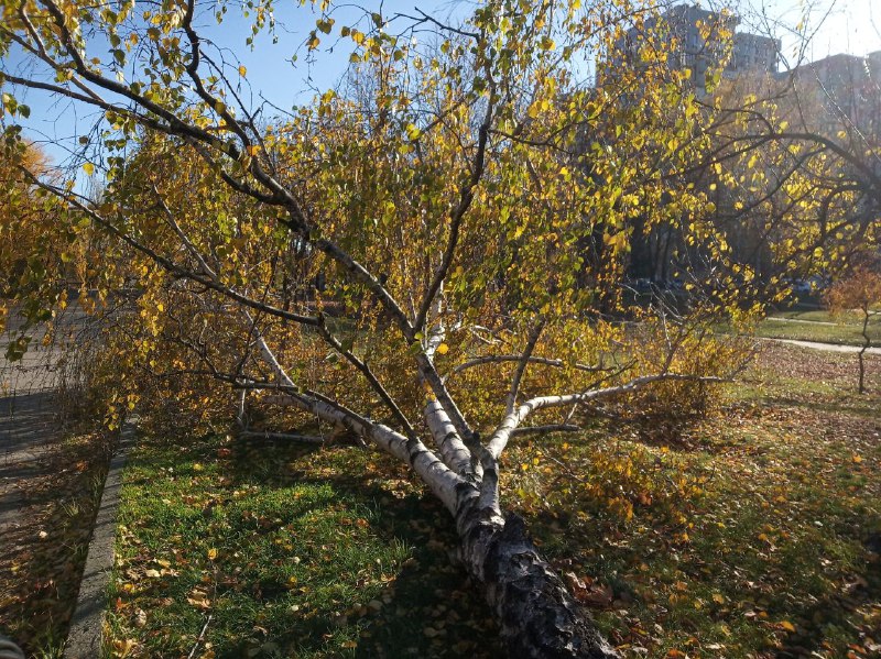 Новости Днепра про В Днепре на Победе неизвестные срубили «дерево-талисман»