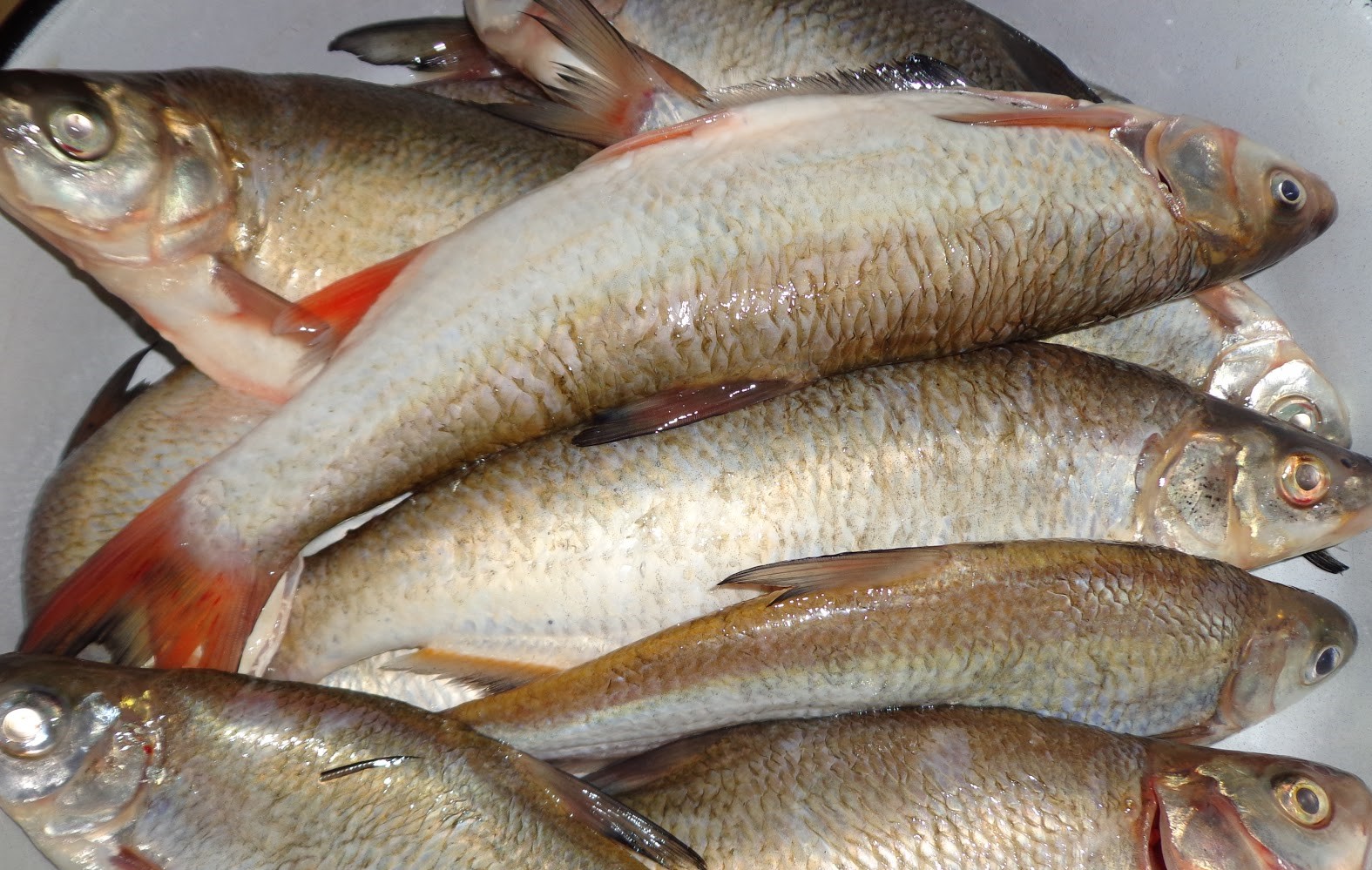 Новости Днепра про Рыбка за 160 000 грн: в Новомосковском районе поймали браконьеров
