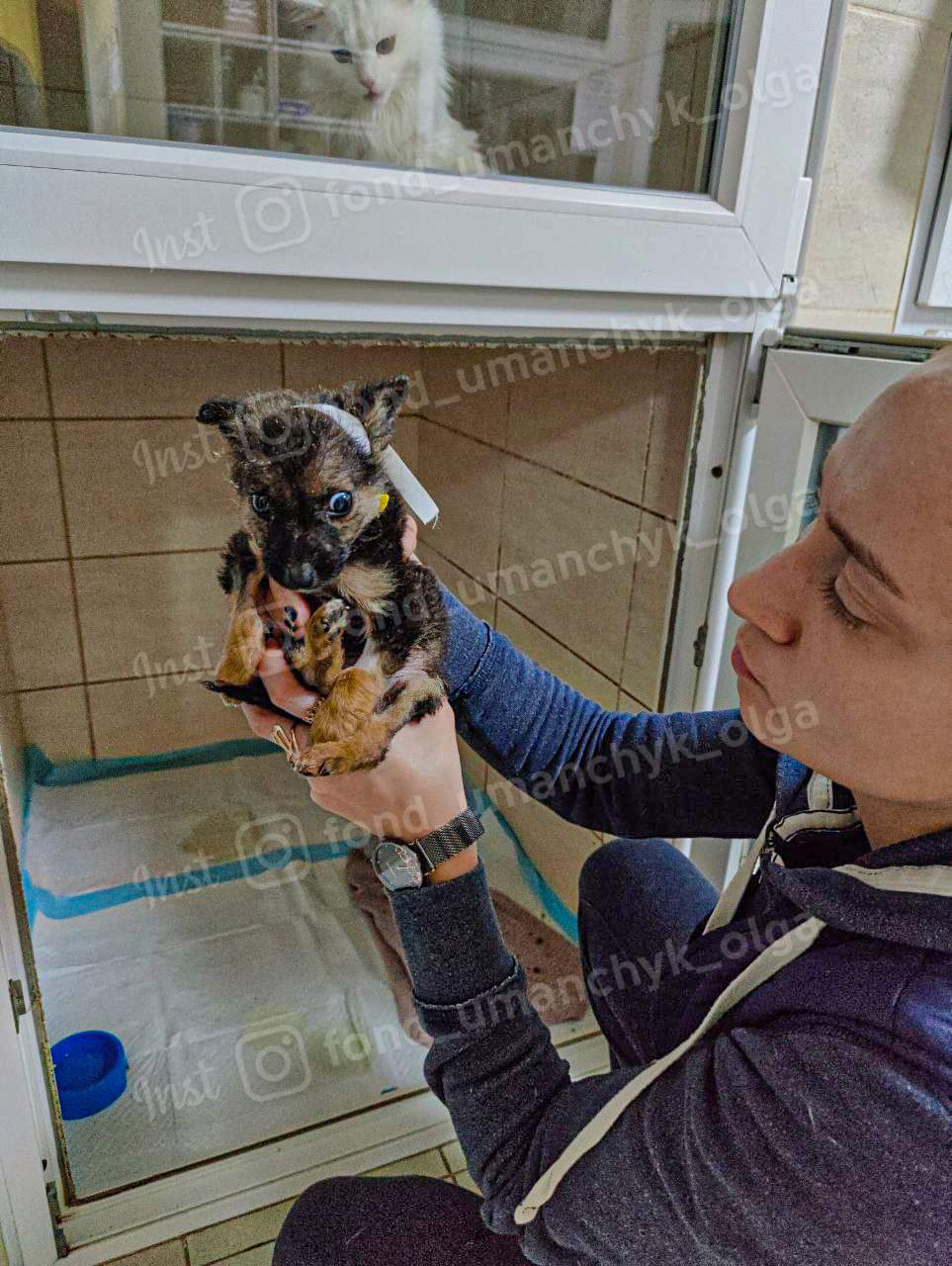 Новости Днепра про Опариши ели живьем: в Днепре в помощи нуждается щенок, который похож на живой скелет