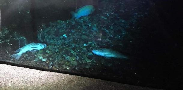 В Днепре из-за обесточивания «Аквариума» погибают уникальные тропические рыбы
