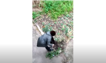 «Моя территория»: в Днепре на Мазепы женщина вырывала из клумб цветы
