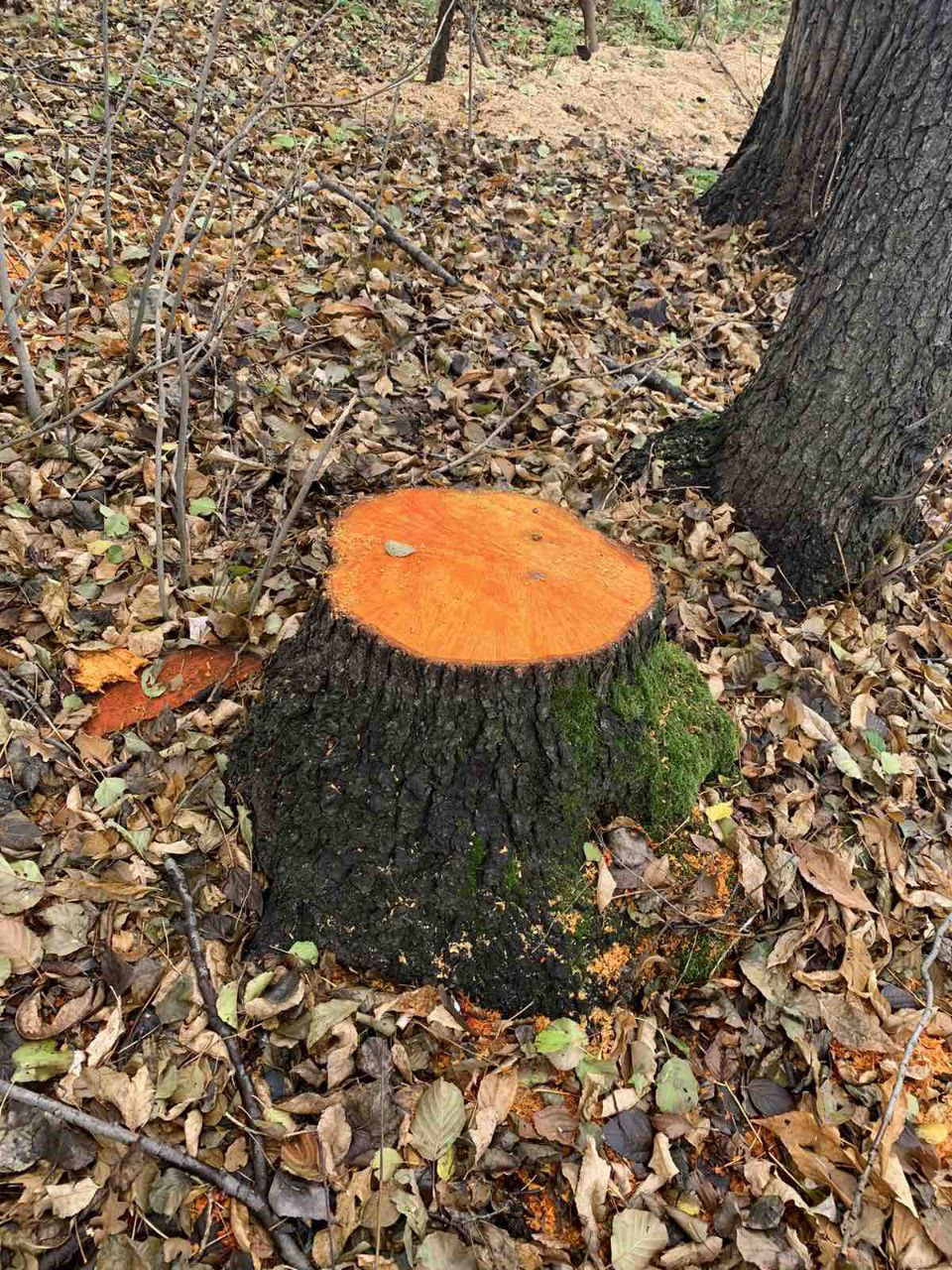 Новости Днепра про В лесу в Приднепровске пилят здоровые деревья: среди них – ольха с охранным статусом