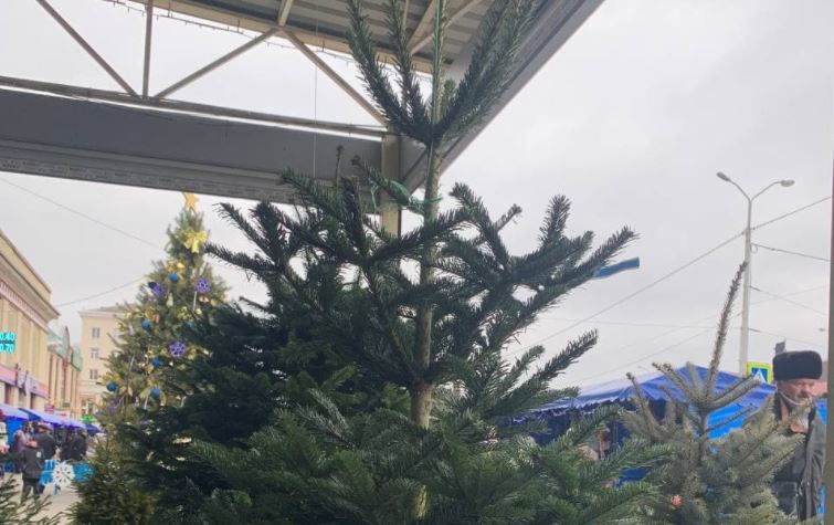 Новости Днепра про Праздник близится: где в Днепре будут продавать живые елки