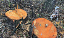 В лесу в Приднепровске пилят здоровые деревья: среди них – ольха с охранным статусом