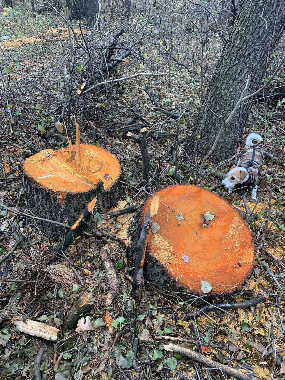 Новости Днепра про У лісі в Придніпровську пиляють здорові дерева: серед них - вільха з охоронним статусом