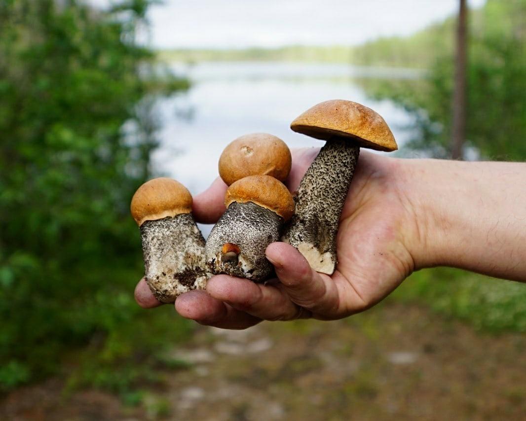 Новости Днепра про Не ризикуйте: 9 мешканців Дніпропетровщини отруїлися грибами