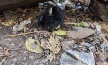 Потерялся и замерз: в парке Гагарина в Днепре заметили домашнего кролика