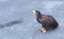 “Біологічний ленд-ліз в дії”: у Дніпрі піймали орлана-втікача, якого перед цим бачили на складі АТБ