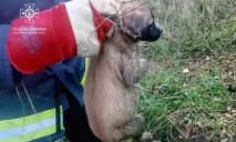 Провалился под землю: криворожские спасатели достали щенка из глубокого колодца