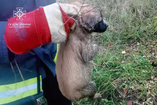 Новости Днепра про Провалился под землю: криворожские спасатели достали щенка из глубокого колодца
