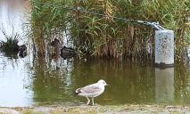 Має ім’я та бере рибу з рук: у сквері Дніпра оселився величезний птах-одинак (ФОТО)