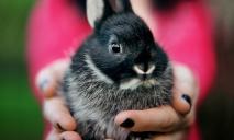 Сдают в аренду кроликов и удавов: в Днепре становится популярным необычный бизнес