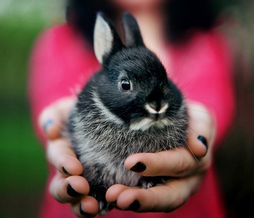 Новости Днепра про Сдают в аренду кроликов и удавов: в Днепре становится популярным необычный бизнес
