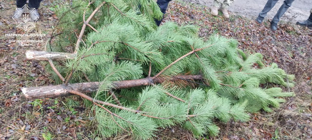 Новости Днепра про Последовательницы Гринча: в Днепре женщины украли елки из лесхоза